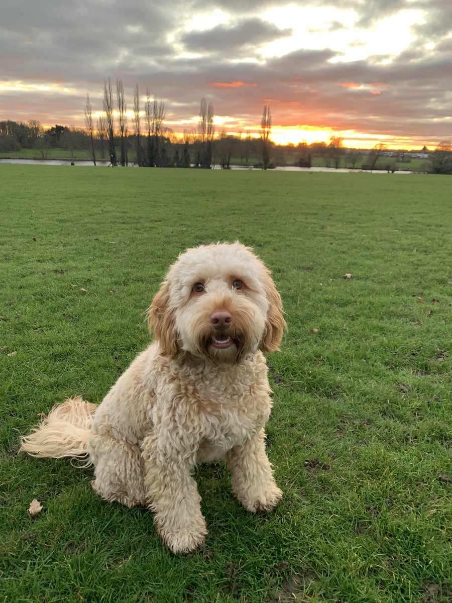 ElliePriorx's tweet photo. @AldiUK Ernie, medium 🐾 #EarlsPooches https://t.co/IP8ijtG4vC