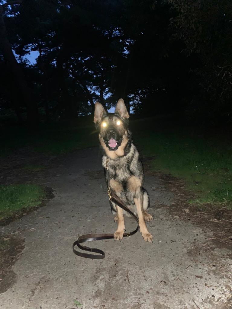PD Kobe and his handler have been out on foot patrol this evening in the area of SEA VIEW, POOLE 🐾

#dorsetpolice #policedogs #GSD #GPD #keepingdorsetsafe