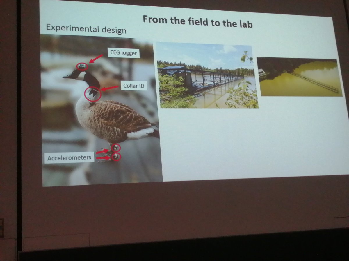 Chiara Benvenuto (@cbenvenuto73) on Twitter photo Swimming asleep: now, this is just incredible work! Proud "geese father" <a href="/AndreaFerretti8/">Andrea Ferretti</a> showed us how geese can paddle while sleeping! #Behaviour2023 🦆💤💤 Swimming asleep: now, this is just incredible work! Proud "geese father" <a href="/AndreaFerretti8/">Andrea Ferretti</a> showed us how geese can paddle while sleeping! #Behaviour2023 🦆💤💤