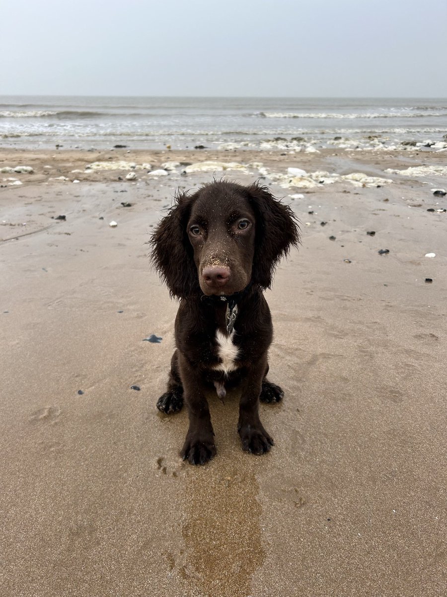 ElliePriorx's tweet photo. @AldiUK Marley, medium 🐾#EarlsPooches https://t.co/0h41fdrlAS