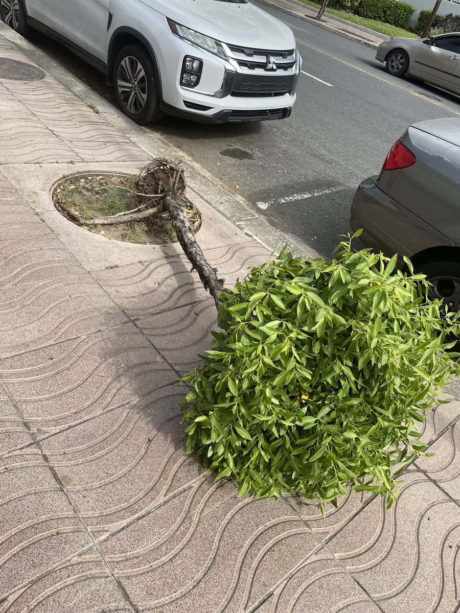 enchiesa's tweet photo. Este arbolito está caido desde antier, frente a Hotel San Juan. Llamé esta mañana a estación de bomberos de isla verde y dijeron que resolverian hoy pero ahí sigue tirado. Muy triste! @MunicipioCarol1 https://t.co/pk4l9icAOh