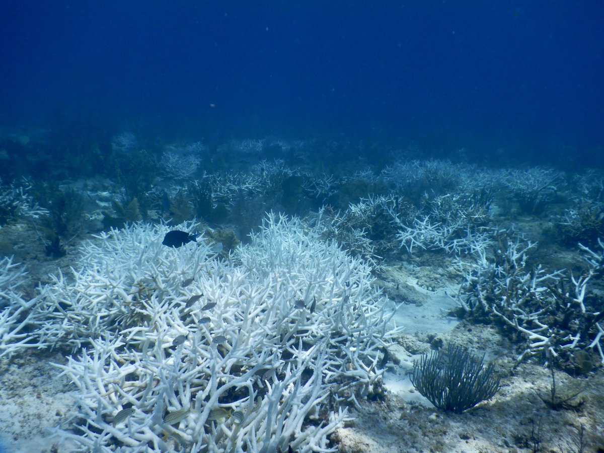 It feels morbidly ironic that today, on the 1-year anniversary of our historic investment in #climateaction, is the day we observed mass coral bleaching at our showcase coral restoration site in <a href="/BiscayneNPS/">Biscayne NP</a>. Our team is gutted.

A heavy reminder that our work is far from done…