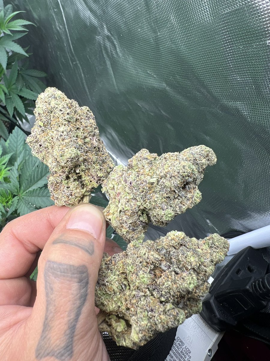 Gas_Mann420's tweet photo. #GasMann420 #Fire #Walipini #CommenGround #Dank #Nugz #BudPorn #Weedmob #Cannaland #Mmemberville #Ganja #Cannabis #Homegrown https://t.co/CGNJG4Bu9L