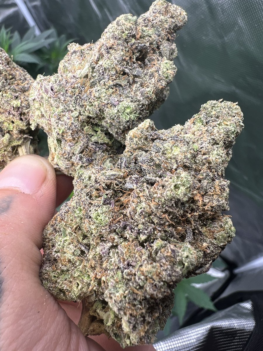 Gas_Mann420's tweet photo. #GasMann420 #Fire #Walipini #CommenGround #Dank #Nugz #BudPorn #Weedmob #Cannaland #Mmemberville #Ganja #Cannabis #Homegrown https://t.co/CGNJG4Bu9L