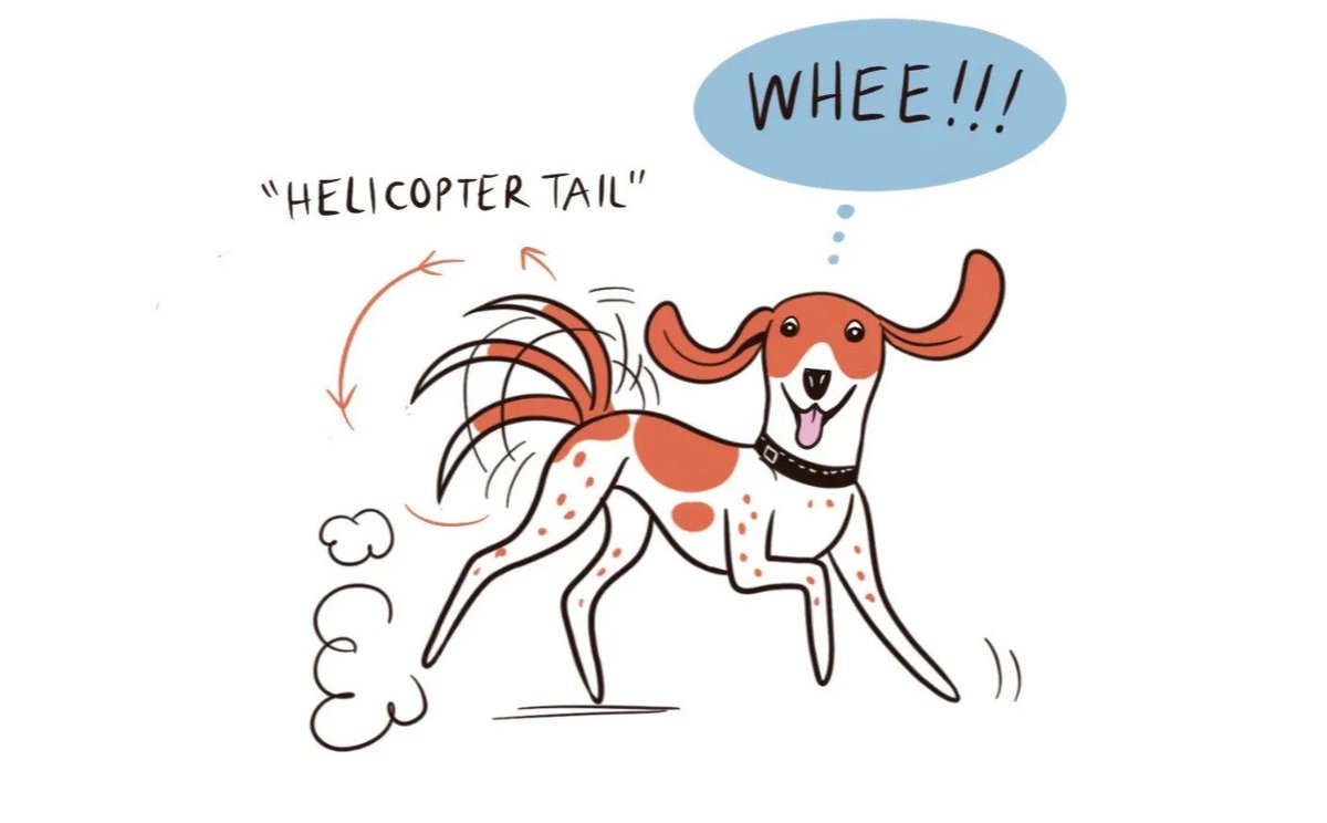 dogtv's tweet image. Have you ever seen a dog's tail spin like a helicopter? 🚁 That's a sure sign that your pup is feeling absolutely delighted! When a pup's tail wags in a circular motion, it's a surefire way to know that they're having a blast. 🐶

Image from The Sun

#dogtv #dogbodylanguage