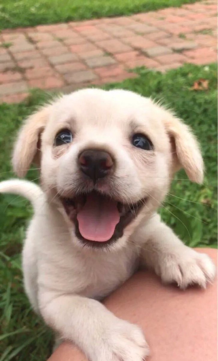Puppieslover's tweet photo. Awww such a cute puppy face ❤️ https://t.co/jzRmoTOS5J