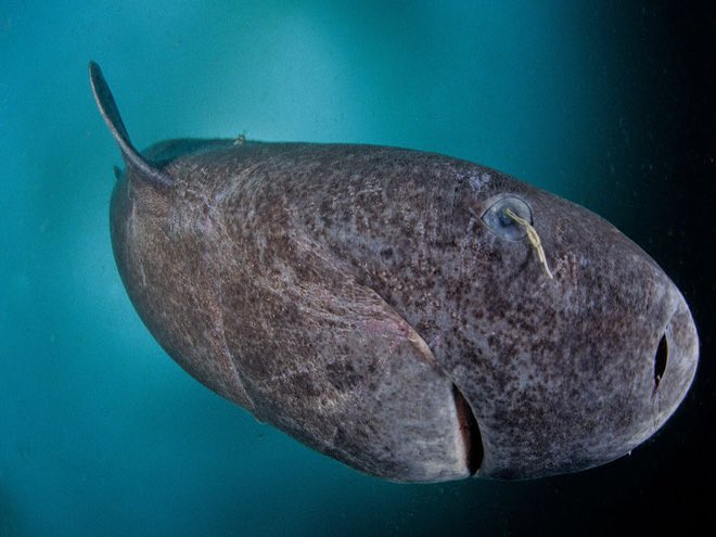 This ancient shark is actually older than the United States of America itself.

In 2016, researchers used radiocarbon dating to estimate the ages of 28 Greenland sharks in the North Atlantic. By analyzing the levels of carbon-14 in the sharks' eye lenses, which are formed before