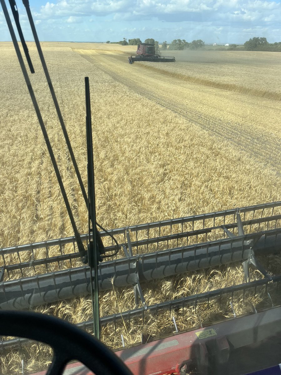 The wheat grinders doing there thing!!