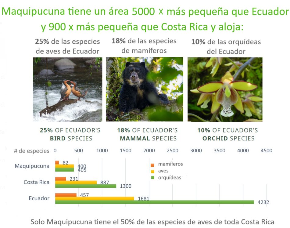 VOTA 4 x SI AL CHOCÓ ANDINO
No a la minería metálica en Maquipucuna, ni ningún otro lugar de la Reserva de Biósfera del Chocó Andino. El verdadero tesoro es la biodiversidad y los servicios ecosistémicos que esta nos brinda. Solo desde la ignorancia pueden proponer lo contrario.