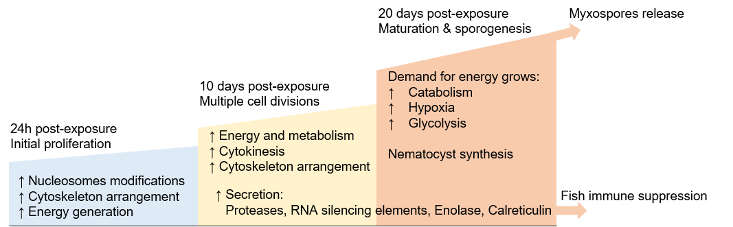 tamar_lotan's tweet photo. From invasion to proliferation- we discovered myxozoan Cnidaria parasitic tactics: immune modulation, unique calreticulin, and distinct transcription factors offering insights into parasitic adaptation
https://t.co/2HrldrC3os
#Myxozoa #Cnidaria #parasite #Tilapia @CharneySchoolMS https://t.co/40KxB8R0qp