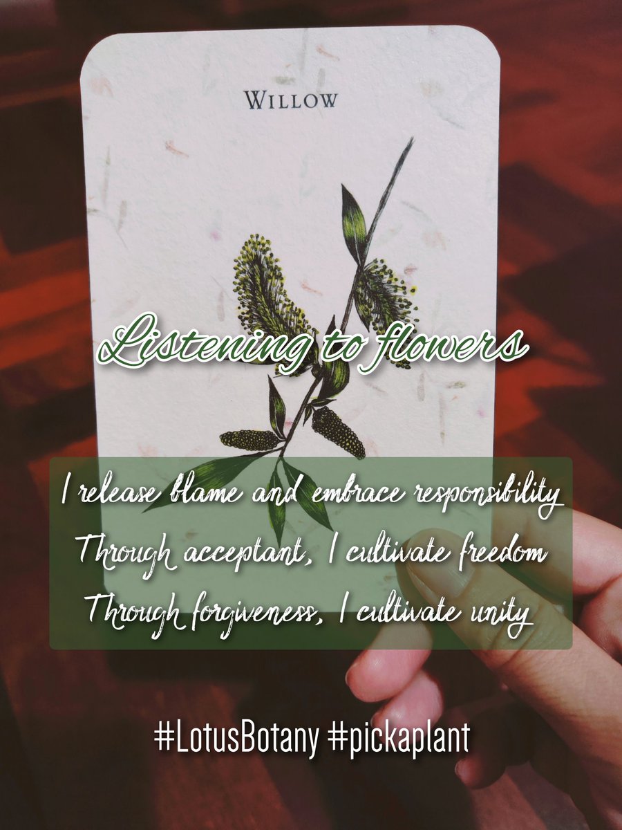 Lotus_Librarian's tweet image. Pick A Plant Random message
Listening to flower วันนี้พืชพันธุ์อยากบอกอะไรคุณ
Willow
ความหมายทางเวทมนตร์ - ความสามารถในการปรับตัว
"ฉันละทิ้งคำกล่าวโทษ และยึดถือความรับผิดชอบ
ฉันแสวงหาอิสรภาพผ่านการยอมรับตนเอง
ฉันแสวงหาความร่วมมือผ่านการให้อภัยตนเอง"
#PickAcard #OracleReading