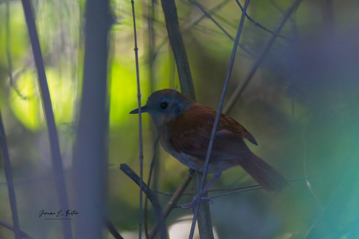 buggyfresh78's tweet photo. A #female #White-#bellied #antbird in the #forest - partially hidden by all the bramble and vines this species so loves to stay within.
.
.
.
#birdwatching #wildlife #animals #birdphotography #caribbean #trinidadandtobago #BirdsSeenIn2023 https://t.co/2fO4kocpBS