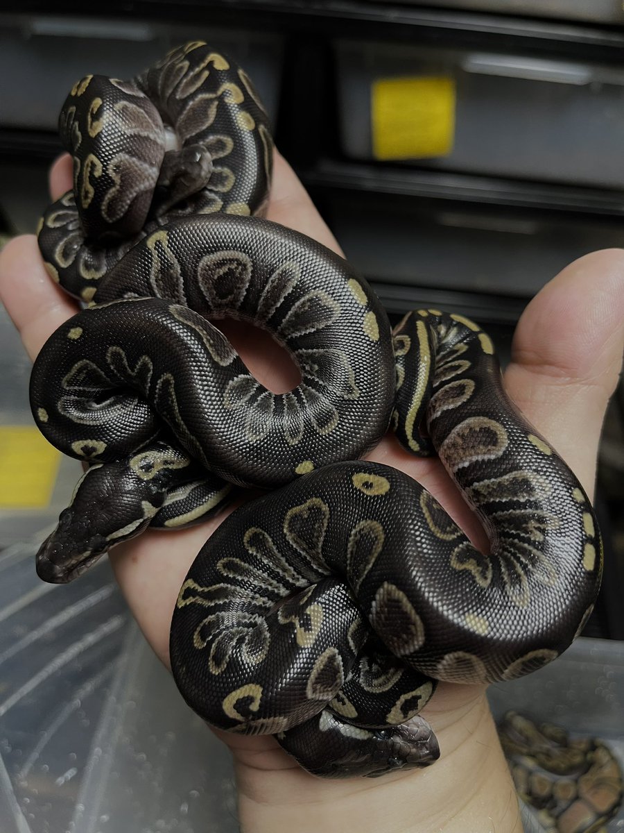 “黒い三連星”

2023clutch#1 #ガイア #マッシュ #オルテガ #ジェットストリームアタック #type2samurai #blackheadballpython #ghiballpython #pythonregius #royalpython #ballpython #python #snake #reptile #darkside #darksideregius