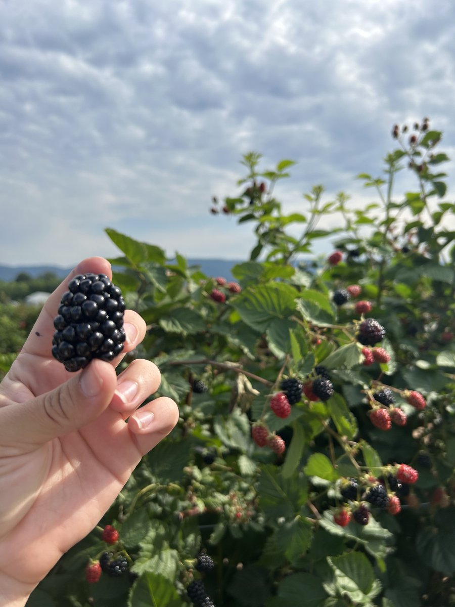 ArkAgResearch's tweet photo. Arkansas blackberry research continues at @AginArk. To see how a @USDA_NIFA grant is helping @UAFruitBreeding apply consumer preference in new ways, visit https://t.co/nx4ePbQFH9 @uarkhort @bumperscollege @AgisAmerica #SouthernAgResearch https://t.co/rYd8ugRlrj