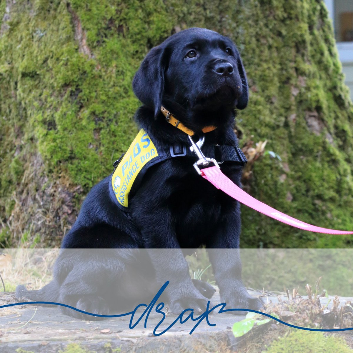 PADSdogs's tweet photo. The #GuardiansOfTheGalaxyLitter are ready to expand their horizons, heading out into the world with their puppy-raisers and sitters!
Thank you to the Wiens Family for giving them the best start to life.
#PADSPuppies #RaiseAPuppyChangeALife #LifeInTheYellowVest #padsdogs https://t.co/Tg8wY0RJTi