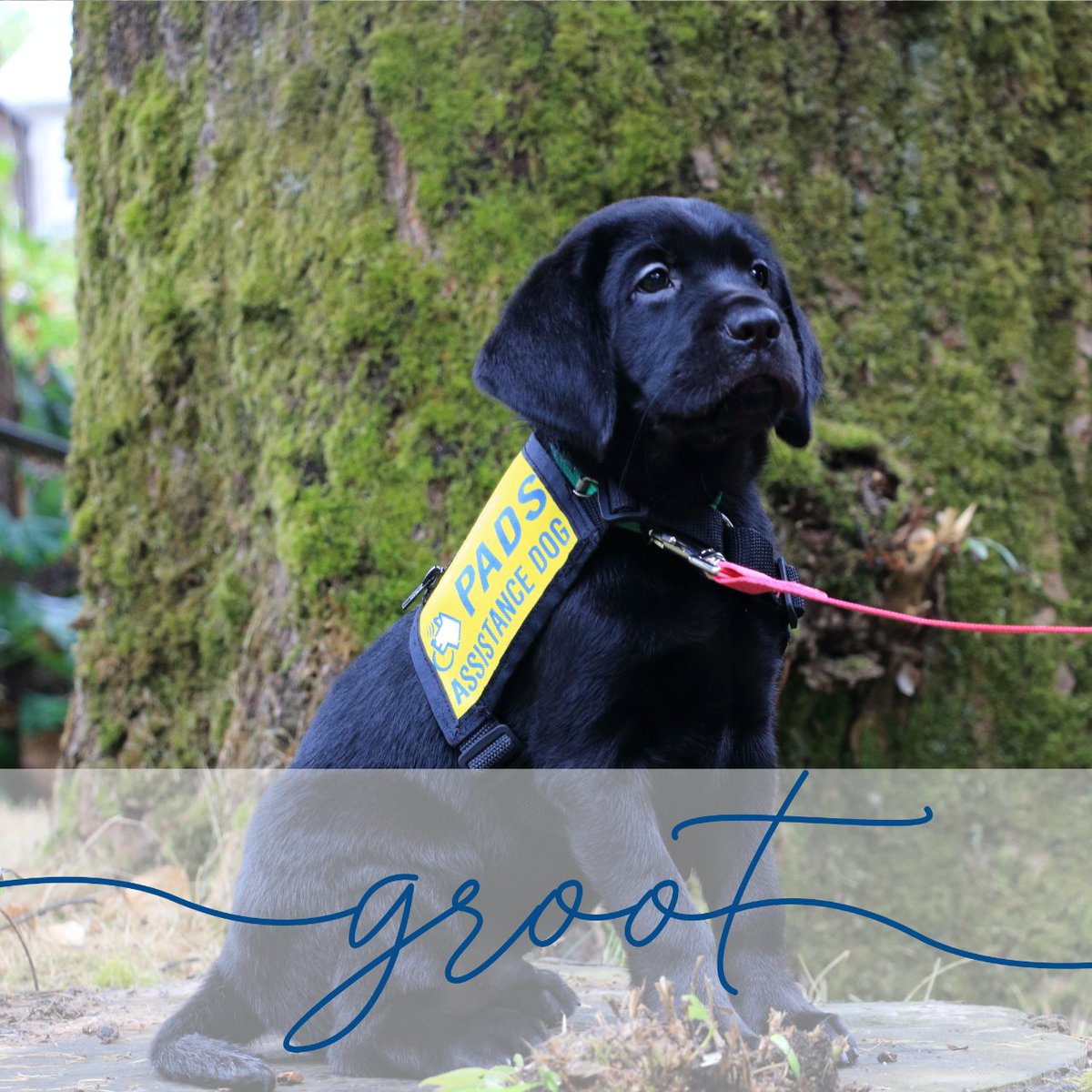 PADSdogs's tweet photo. The #GuardiansOfTheGalaxyLitter are ready to expand their horizons, heading out into the world with their puppy-raisers and sitters!
Thank you to the Wiens Family for giving them the best start to life.
#PADSPuppies #RaiseAPuppyChangeALife #LifeInTheYellowVest #padsdogs https://t.co/Tg8wY0RJTi