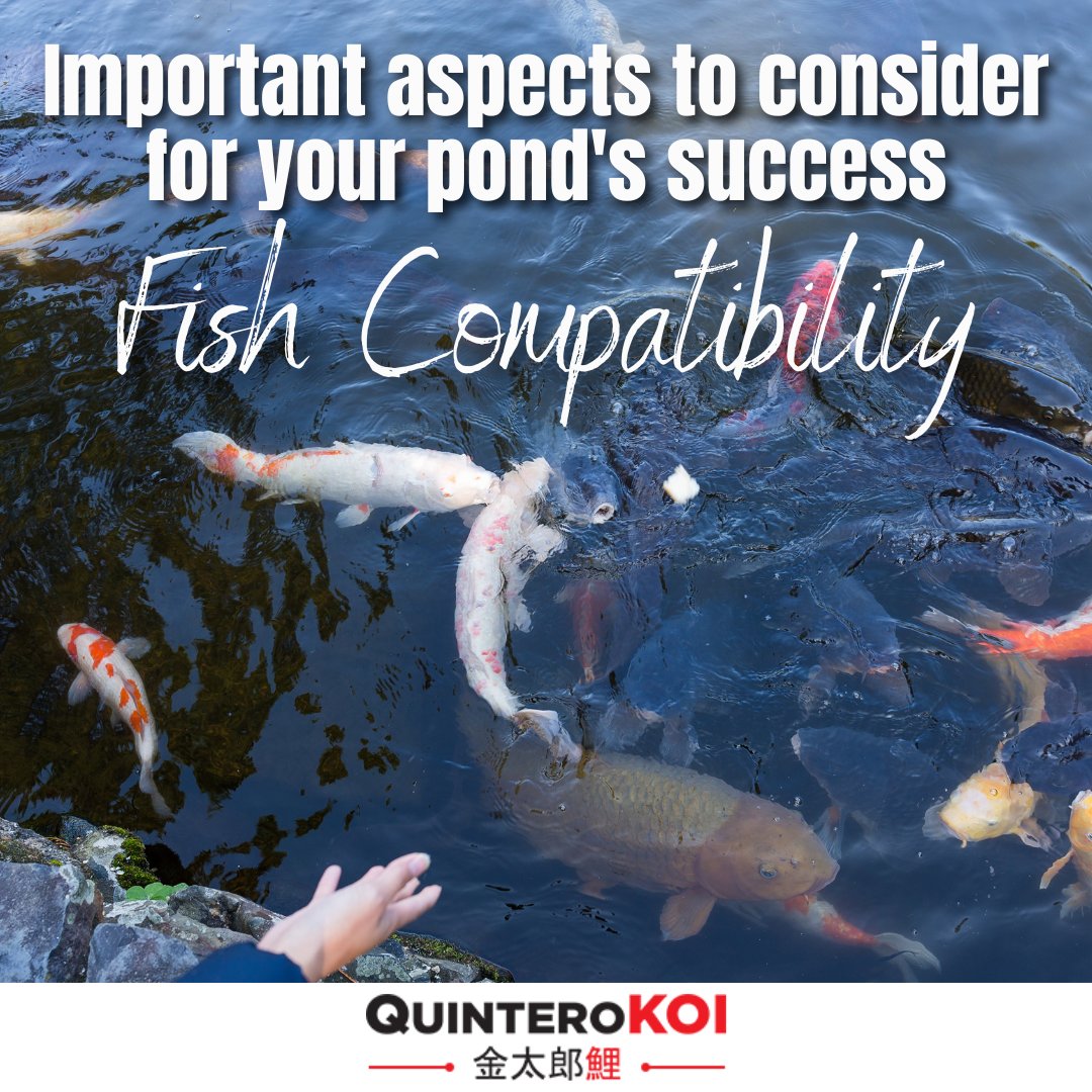 QuinteroKOI's tweet image. Compatibility is key! When selecting fish for your pond, research and harmonize species to create a balanced ecosystem. Consider the size, temperament, and water temperature to ensure aquatic well-being. 🐟💦💡🌿 #PondFish #AquaticLife #CompatibilityMatters"