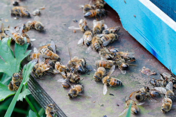 binfordinsect's tweet image. Bee-ware! Our bee control specialists will safely relocate the buzzers, so you can enjoy your garden worry-free. Visit our website for more information. bit.ly/31HVvAm #SaveTheBees #BinfordInsectControl