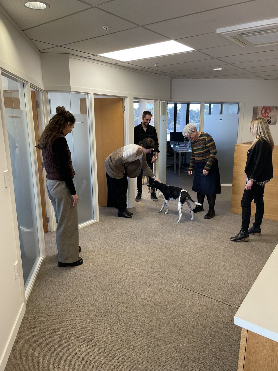 JarrodGilbertNZ's tweet photo. I do enjoy Office Dog Day. This is Chica, originally from Spain, who’s recently found a new home in Chch. She’s fitting in just fine. https://t.co/fTkAO2w1Ac