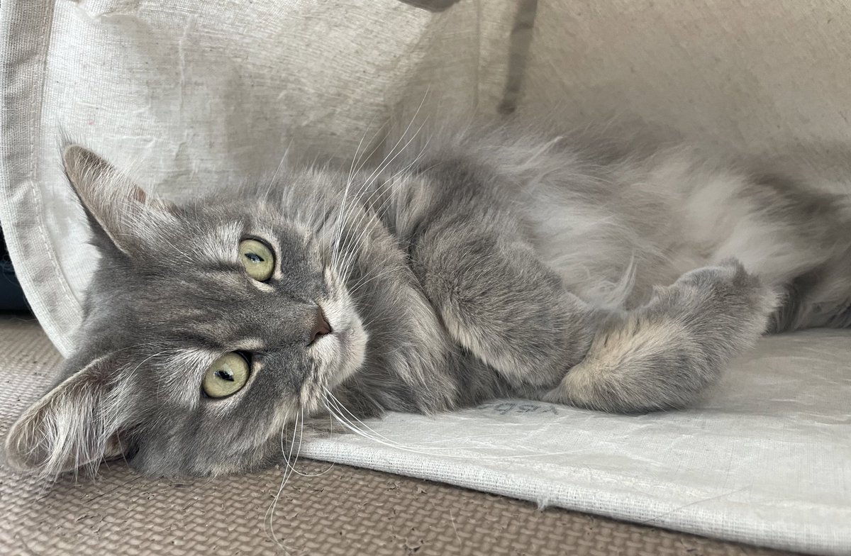 ゴロゴロしながら鳥さん動画視聴中🐦‍⬛

#猫 #にゃんこ #ねこ #サイベリアン #猫のいる幸せ #猫のいる生活 #猫好き #猫好きさんと繋がりたい #cat #siberian #catlover #catlife #ねこのきもち #ねこのいる生活 #siberiancat