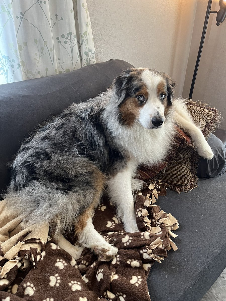 dylanherzog's tweet photo. @SUKnives Big Ernie sitting like a beast https://t.co/ZFRNNFyWve