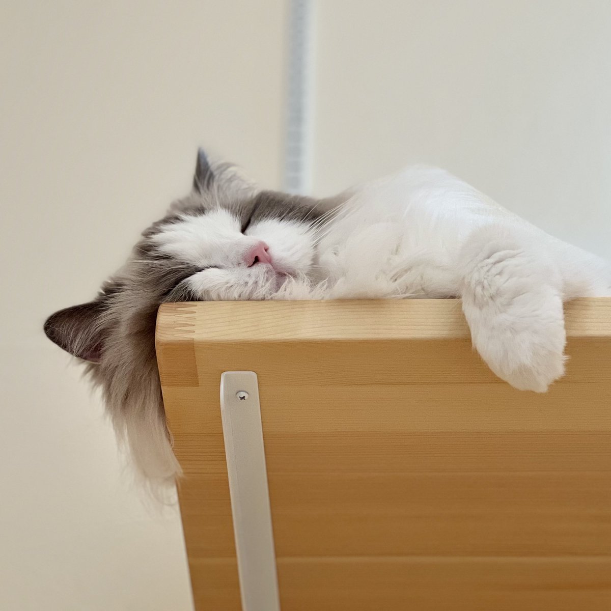 連休明けおはいちご🍓( ơ v ơ)💤

いちごちゃんがみんなの気持ちを代弁してくれていますw

仕事始まるのが嫌すぎて寝れず、とてつもなく眠いです…

皆さん頑張りましょう😪
 #ラグドール #猫 #ねこ #ブルーポイントバイカラー #眠い