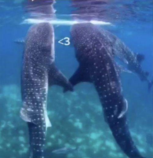 cetaceanism's tweet photo. me n who?? ♡ https://t.co/zdJMNpN289