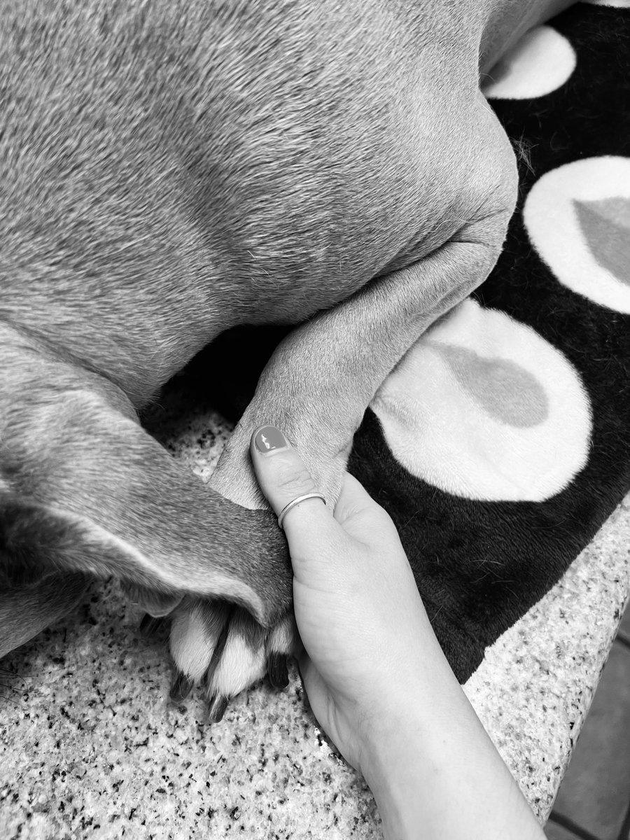 rest easy sweet girl 🤍