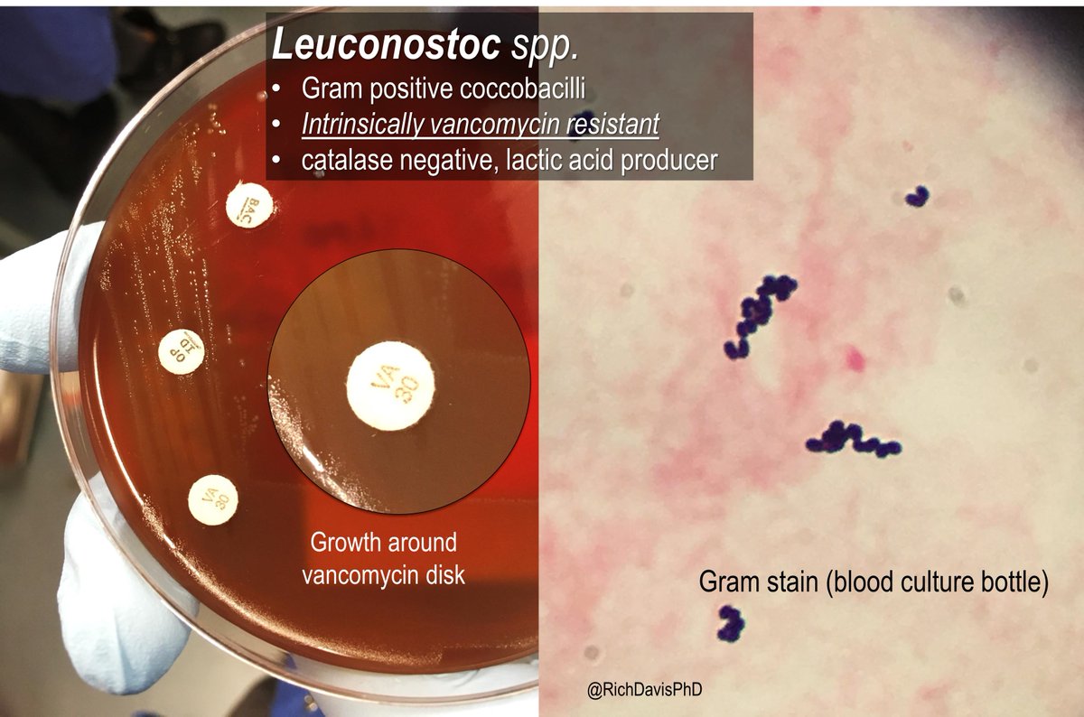 Gram Positive Coccobacilli Organisms