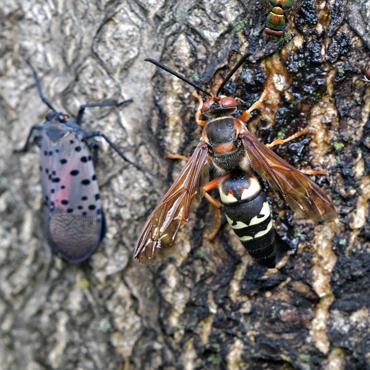 goddessmode's tweet photo. Eastern Cicada Killer Wasp (Sphecius speciosus), we have a favour to ask of you... https://t.co/4NASusgbwI