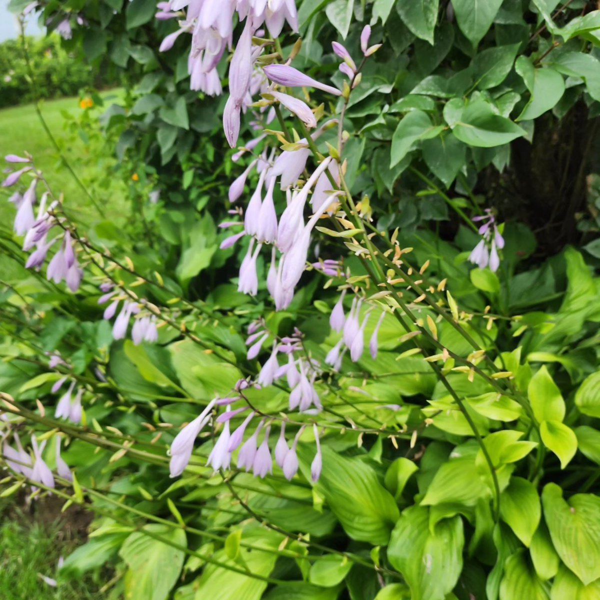 InnovaBuilders's tweet image. There's always something blooming at The Hill. Come for a fall getaway and relax.  airbnb.com/h/thehillcapeb…
#novascotia #vacationhomes #rentalhomes #travel #capebreton  #novascotia #vacationhomes #capebretonisland
#atlanticcanada #golfvacations #golfns #nsgolf #nsgolfvacations