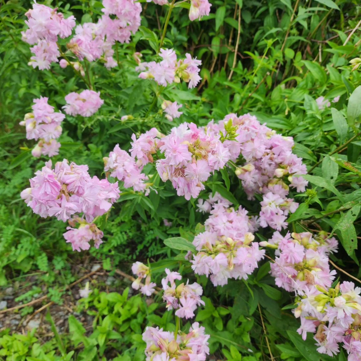 InnovaBuilders's tweet image. There's always something blooming at The Hill. Come for a fall getaway and relax.  airbnb.com/h/thehillcapeb…
#novascotia #vacationhomes #rentalhomes #travel #capebreton  #novascotia #vacationhomes #capebretonisland
#atlanticcanada #golfvacations #golfns #nsgolf #nsgolfvacations