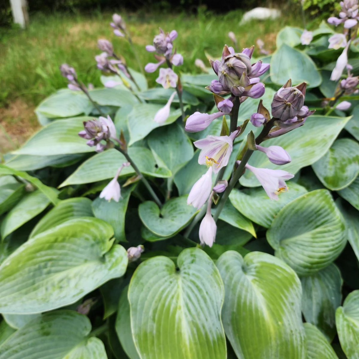 InnovaBuilders's tweet image. There's always something blooming at The Hill. Come for a fall getaway and relax.  airbnb.com/h/thehillcapeb…
#novascotia #vacationhomes #rentalhomes #travel #capebreton  #novascotia #vacationhomes #capebretonisland
#atlanticcanada #golfvacations #golfns #nsgolf #nsgolfvacations