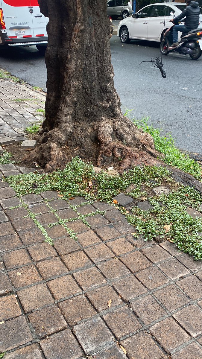 KykaV's tweet photo. @AccionesBJ levanté una solicitud de corte de raíz de un árbol para poder pedir cambio de banquetas… pasan los meses y seguimos a la espera, será que nos puedan ayudar con la solicitud? Folio corte de raíz 5407 https://t.co/bo8ekLY4wb