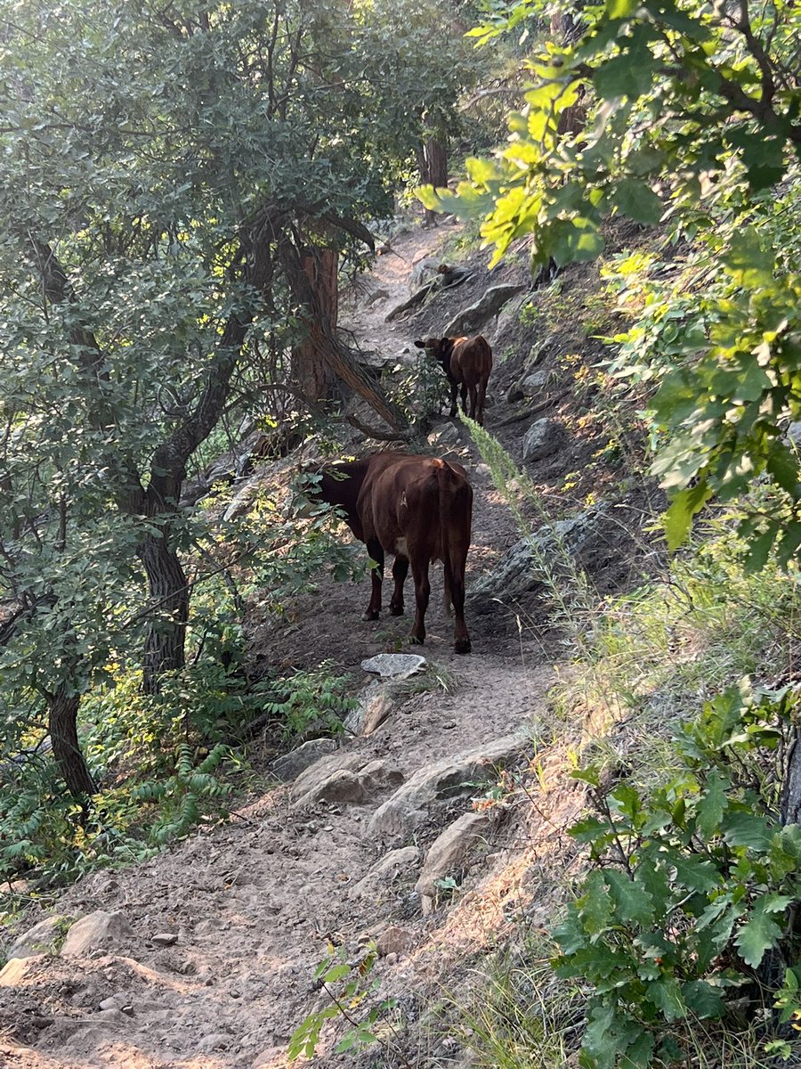JeremyVliem's tweet photo. #trailsharing #mtb https://t.co/yfq81Fh22h