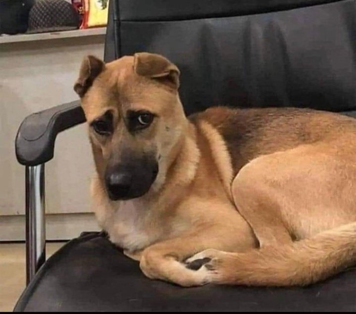 Vuelvo y lo primero que me aparece es el video de un pito