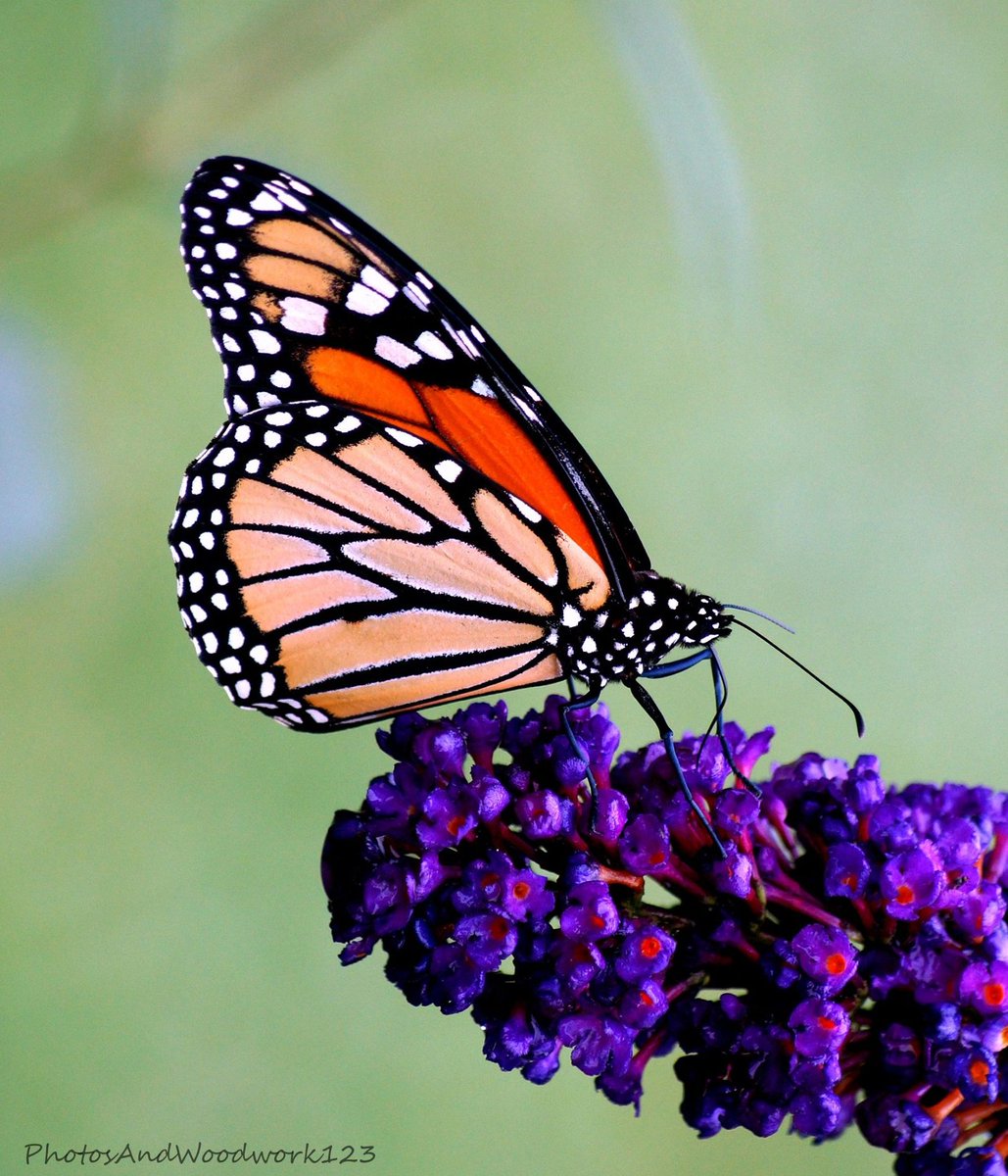 You are the reason why I smile at sunrise...

You are the reason why my heart feels full as the sun sets...

Wishing you all a Fabulous Night!

#butterfly #myquote #insect #love #wings #findingstrength #beauty #nature