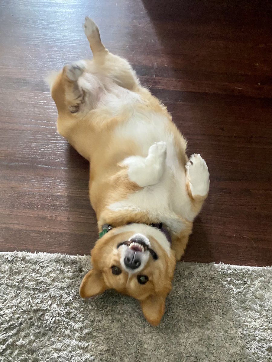 labibbins's tweet photo. @DannyDeraney @Crosbydoggy Winnie! https://t.co/xhjHJEiQQr