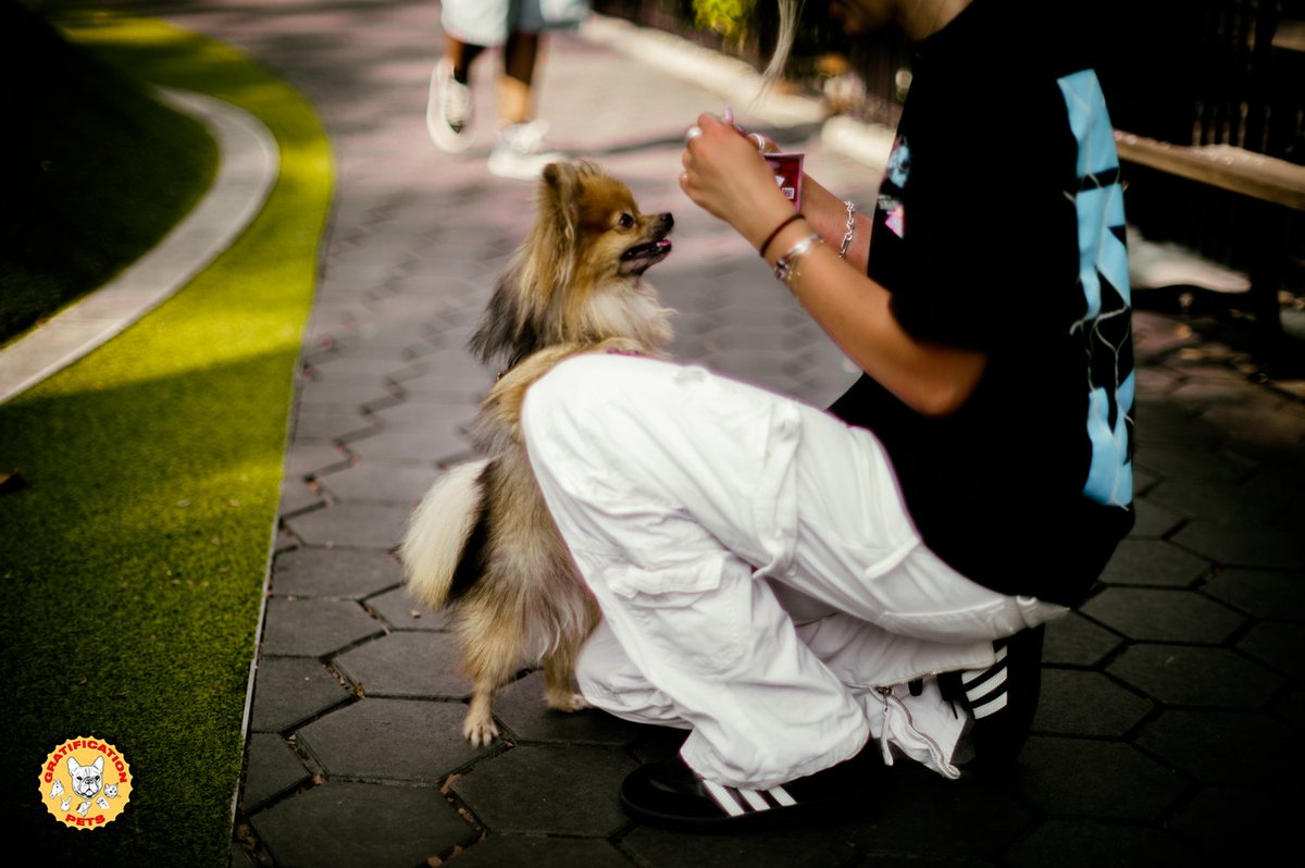 Gratificat_pets's tweet photo. Kylo knows how to strike a pose for his mama Mara who has treats in hand 😎
@madewithkylo 

Owner: @madewithmara 

📸:@chunbumpark.photos 

#gratificationpets #pomeranian #pose #treats #petlifestyle https://t.co/NZxuf3KaPL