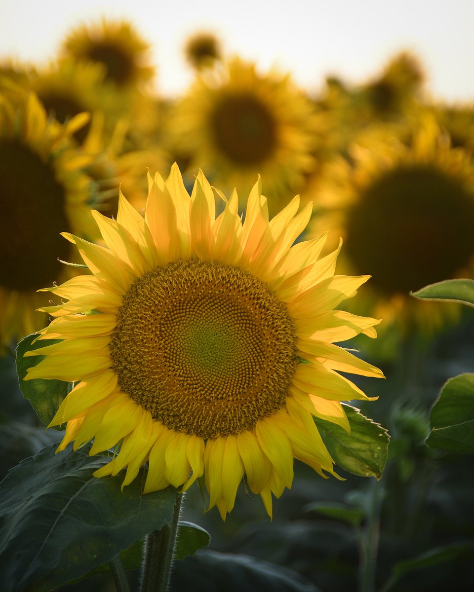 Ash O'Malley tweet media