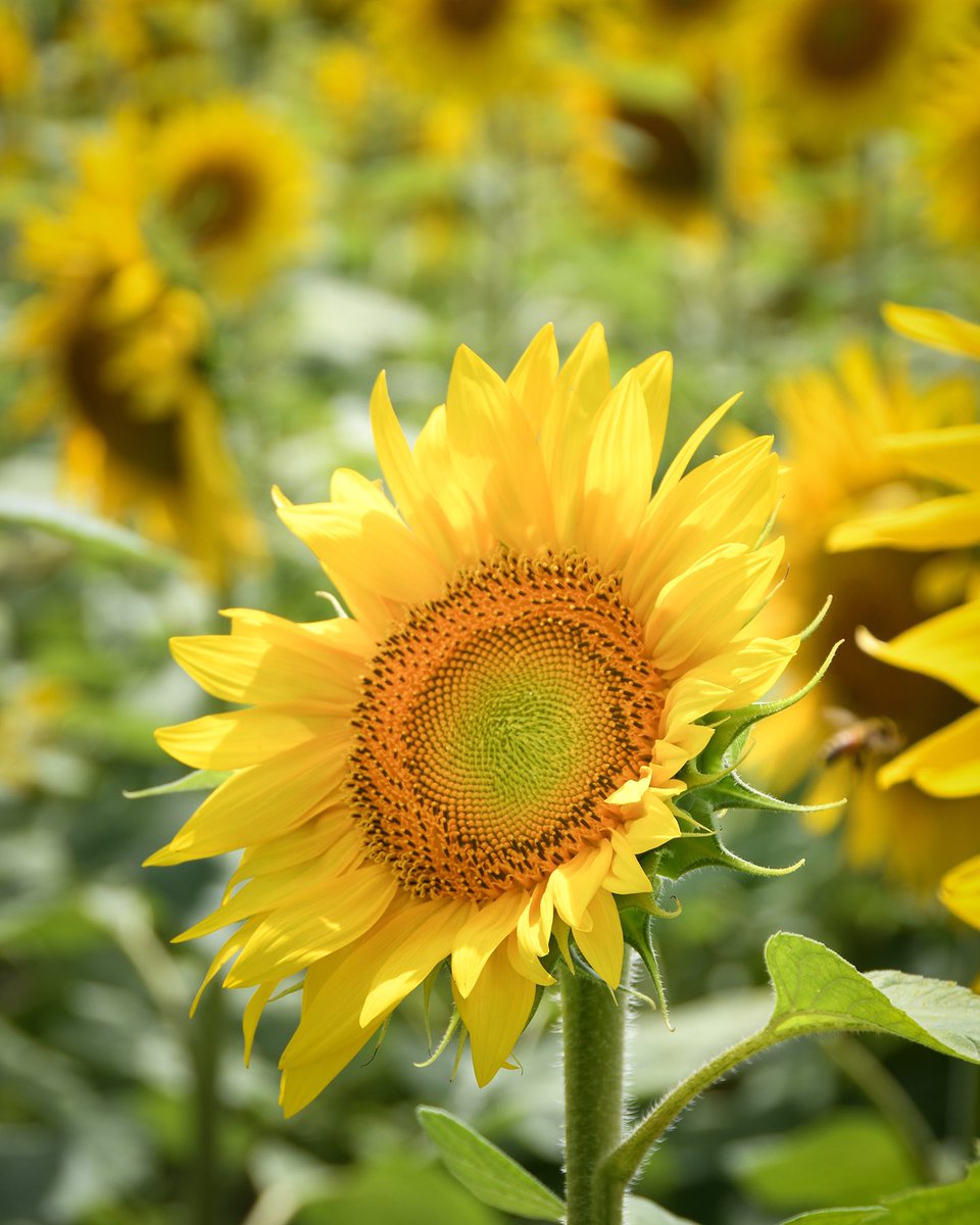 Ash O'Malley tweet media