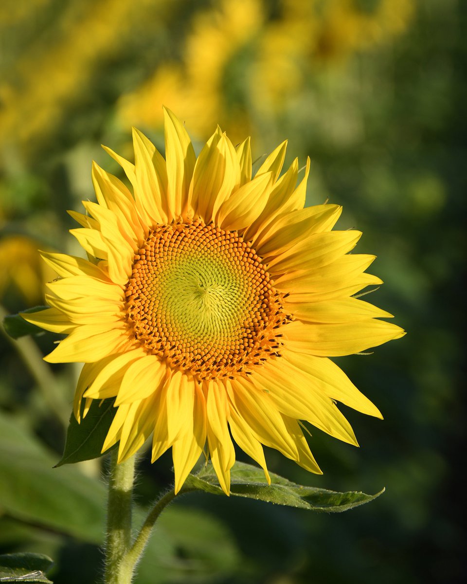 Ash O'Malley tweet media