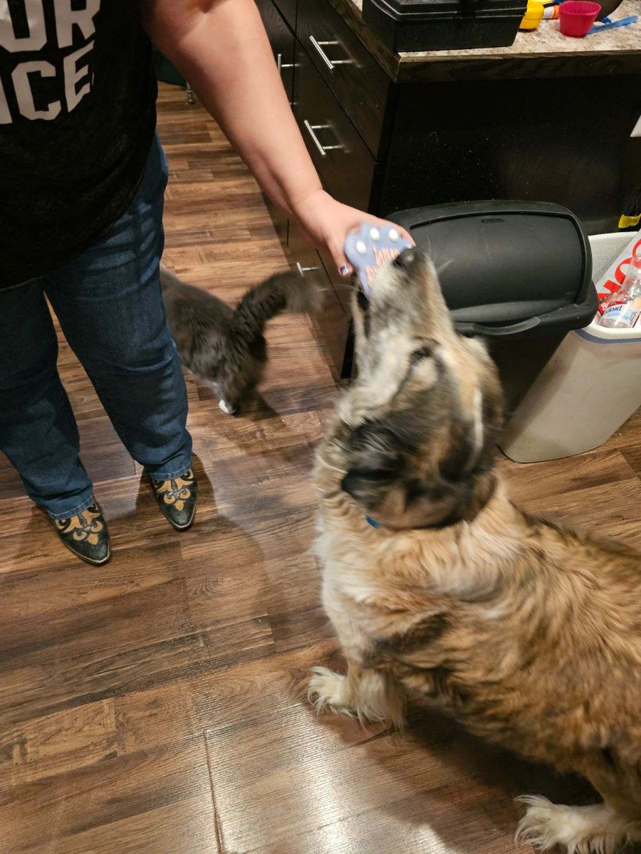 DPopTart's tweet photo. Every time I stop in First Avenue Market Fargo, I have to bring Maggie home her treat from- she knows that I've been there!

#thenoseknows #rescuedog #shesdabestestgirl #fargofinds #whorescuedwho #dogs #anatolianshepherd https://t.co/KKWDSiuMd9