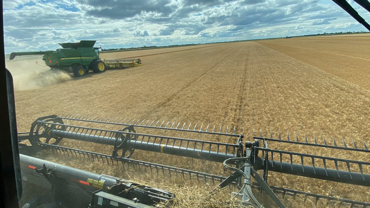 Murray Froebe (@agassizmur1) on Twitter photo And so it begins for <a href="/AgassizSeedFarm/">Agassiz Seed Farm</a>! With many areas receiving minimal rainfall this season in the Red River Valley, our first field of <a href="/AllianceSeed/">Alliance Seed</a> SW Rowyn wheat is beating our expectations. A nice way to start #harvest23! And so it begins for <a href="/AgassizSeedFarm/">Agassiz Seed Farm</a>! With many areas receiving minimal rainfall this season in the Red River Valley, our first field of <a href="/AllianceSeed/">Alliance Seed</a> SW Rowyn wheat is beating our expectations. A nice way to start #harvest23!