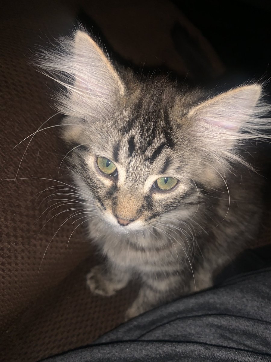 michelef1205's tweet photo. #Layla #Kitter https://t.co/5w4cnlLriK