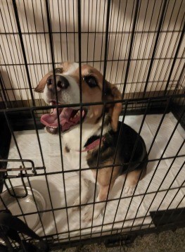 FOUND DOG 

Police in Elgin are currently looking after this cheeky chap after he was found wandering on 16th August 2023 in the Lossiemouth area.  

Anyone who may know who the belongs to is urged to contact Police on 101.