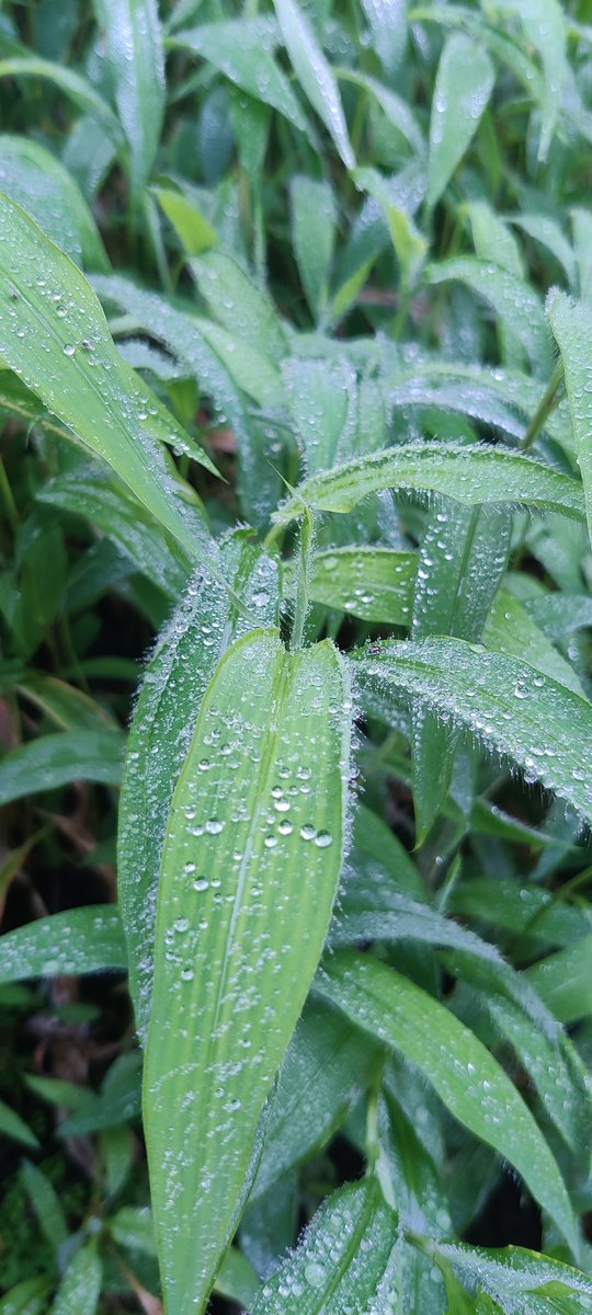 Amarsh Chaturvedi tweet media