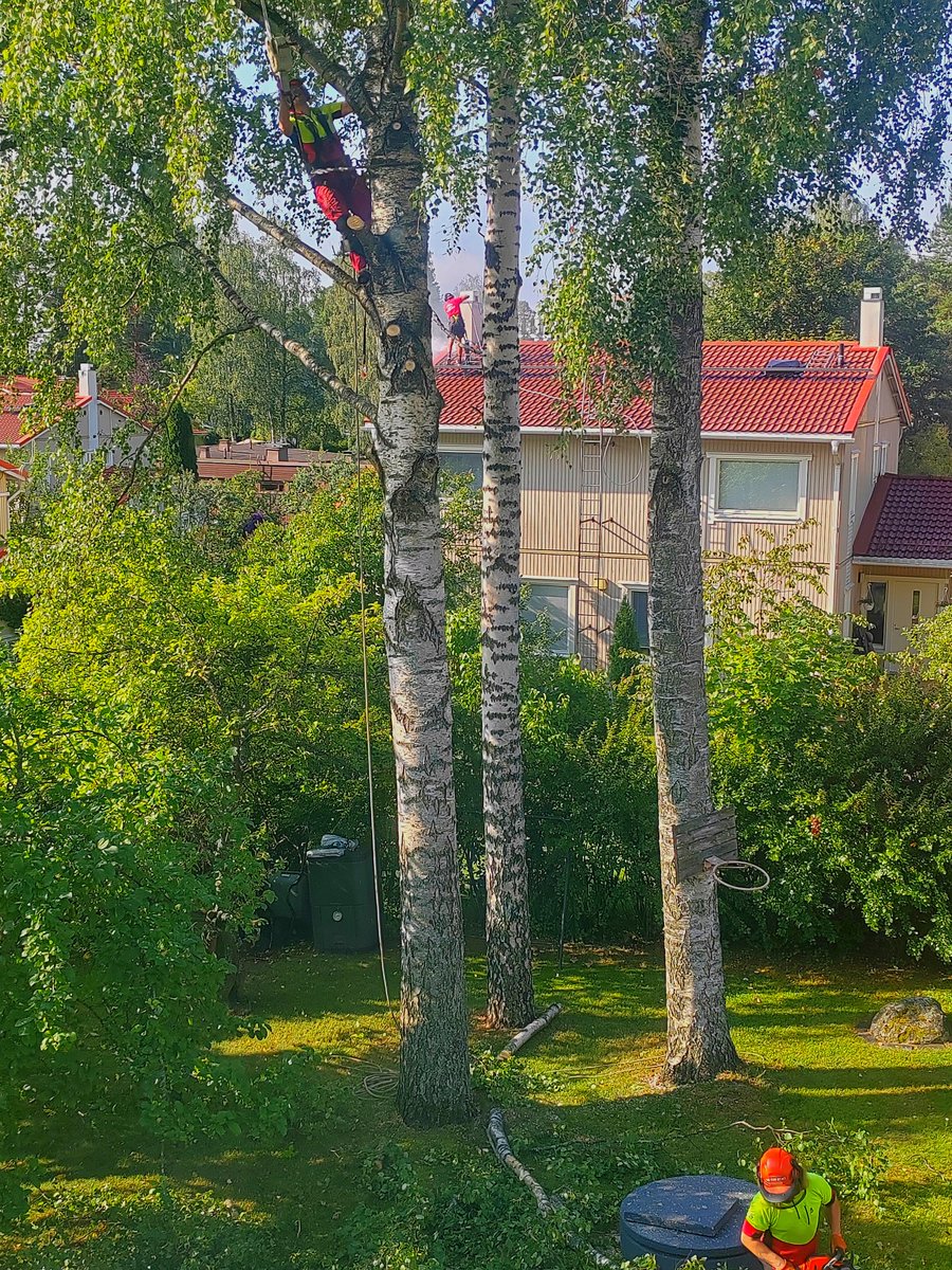 ElseKruskopf's tweet image. Hyvää huomenta. Aamulla kurkistin ikkunasta kun kuului moottorisahan ääniä. Naapurin tontilla sahattiin oksia ja seuraavan talon kattoa pestiin. Ei enää nukuttu😂Minä hilloilin mustikoilla talven varalle🫐 Iltamaalaus👍Kesätorstaihin 😊#Finland #Helsinki #treecutting #bluberryjam
