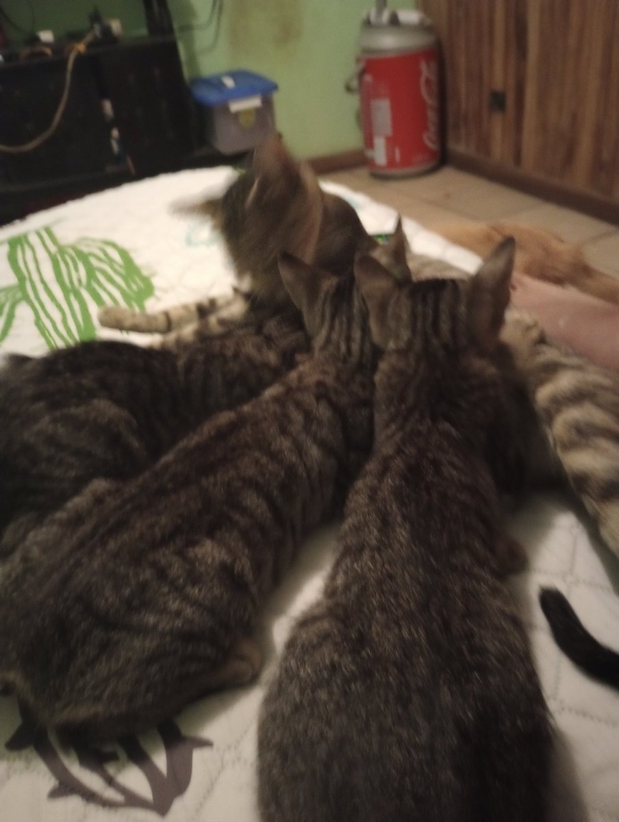 maus1478's tweet photo. Amigos vengo nuevamente a pedir su ayuda seguimos  con deudas veterinaria,necesitamos alimento gracias a Dios ayer nos donaron el atún ,no se están adoptando ni los gatos ni los  perros entonces nos toca estar comprando alimento para ellos ya toca desparasitar los de nuevo . https://t.co/sCcjmbmjSR