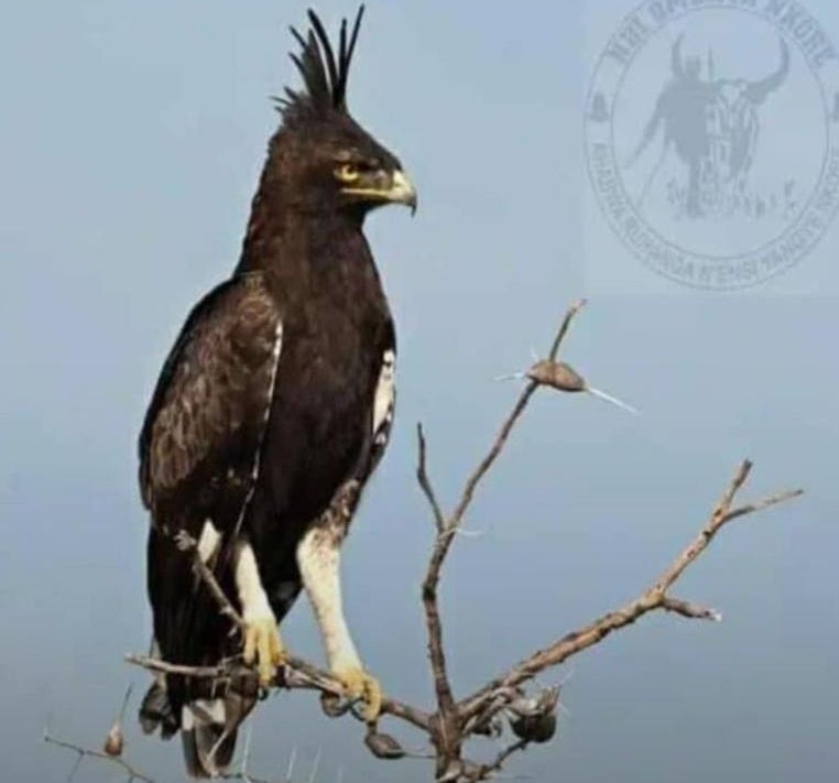 mbkwresh21's tweet photo. ๐ฆ
In My Local Language We Call This Bird, "Kanyamushungushuungu"
How Do You Call It In Yours & What Was/Is The Commonest Mythical Significance Would/Is Attached To Its Presence Within The Proximity Of/To Your Home?
#Ankore | #Runyankore
#RukundoEgumeho (#MayLovePrevail) https://t.co/x5TegQc8ls